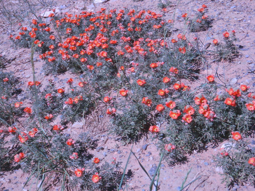 We know them as Moss Roses.